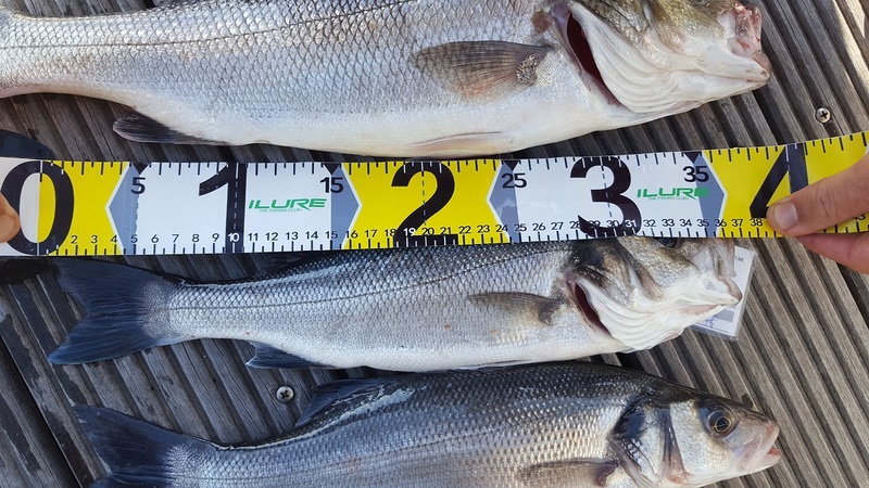 Fish Measure Picture